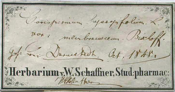 Handschrift Wilhelm Schaffner, Beleg aus WIES