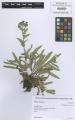 Anchusa officinalis - Beleg © FR