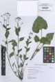 Brunnera macrophylla - Beleg © FR