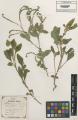 Heliotropium europaeum - Beleg © FR