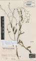 Myosotis arvensis subsp. umbrata - Beleg © FR