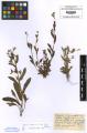 Myosotis arvensis subsp. arvensis - Beleg © FR