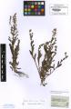 Myosotis ramosissima - Beleg © FR