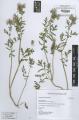 Phacelia tanacetifolia - Beleg © FR