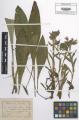 Pulmonaria angustifolia - Beleg © FR