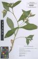 Symphytum tuberosum subsp. angustifolium - Beleg © FR