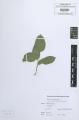 Cornus sanguinea subsp. australis - Beleg © FR