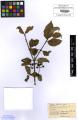 Cornus sanguinea subsp. sanguinea - Beleg © FR