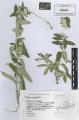 Elaeagnus angustifolia - Beleg © FR
