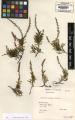 Calluna vulgaris - Beleg © FR