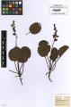Pyrola rotundifolia - Beleg © FR