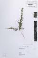 Chamaesyce maculata - Beleg © FR