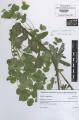 Euphorbia amygdaloides - Beleg © FR