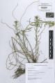 Euphorbia cyparissias - Beleg © FR