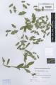 Euphorbia dulcis subsp. purpurata - Beleg © FR