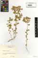 Euphorbia peplus - Beleg © FR