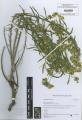 Euphorbia saratoi - Beleg © FR