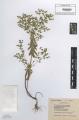 Euphorbia stricta - Beleg © FR