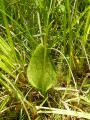 Ophioglossum vulgatum - Habitus © Sylvain Hodvina, 24.6.2019, Molinion im Mnchbruch
