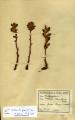 Orobanche gracilis - Beleg © GI
